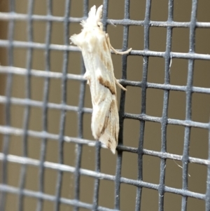 Heliocosma argyroleuca at Jerrabomberra, NSW - 24 Feb 2022