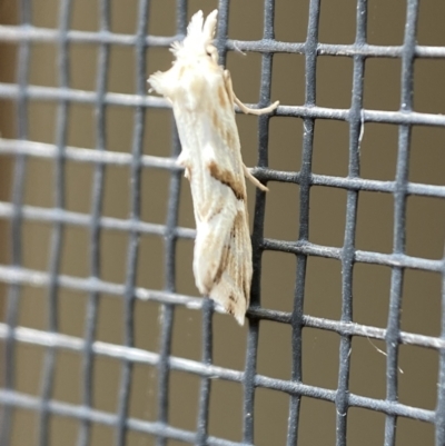 Heliocosma argyroleuca (A tortrix or leafroller moth) at QPRC LGA - 24 Feb 2022 by Steve_Bok