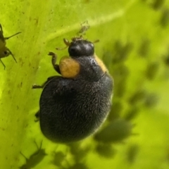 Apolinus lividigaster (Yellow Shouldered Ladybird) at Jerrabomberra, NSW - 24 Feb 2022 by SteveBorkowskis