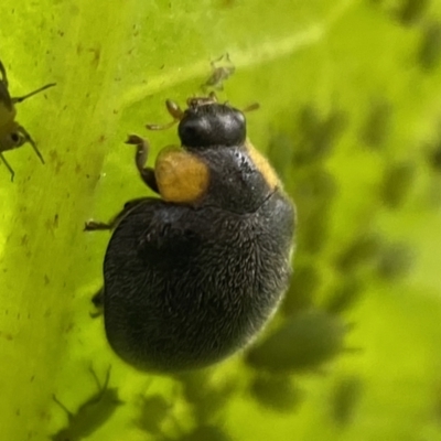 Apolinus lividigaster (Yellow Shouldered Ladybird) at Jerrabomberra, NSW - 24 Feb 2022 by SteveBorkowskis