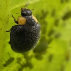 Apolinus lividigaster at Jerrabomberra, NSW - suppressed