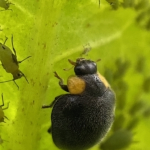 Apolinus lividigaster at Jerrabomberra, NSW - suppressed