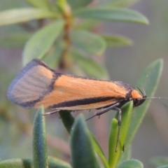 Philobota undescribed species near arabella (A concealer moth) at Namadgi National Park - 9 Nov 2021 by michaelb