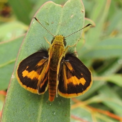 Ocybadistes walkeri (Green Grass-dart) at Kambah, ACT - 23 Feb 2022 by HelenCross