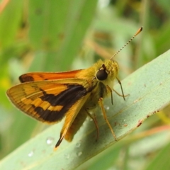 Ocybadistes walkeri at Kambah, ACT - 24 Feb 2022 10:45 AM