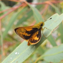 Ocybadistes walkeri at Kambah, ACT - 24 Feb 2022 10:45 AM