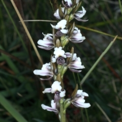 Prasophyllum alpestre (Mauve leek orchid) at Kosciuszko National Park - 22 Feb 2022 by jb2602