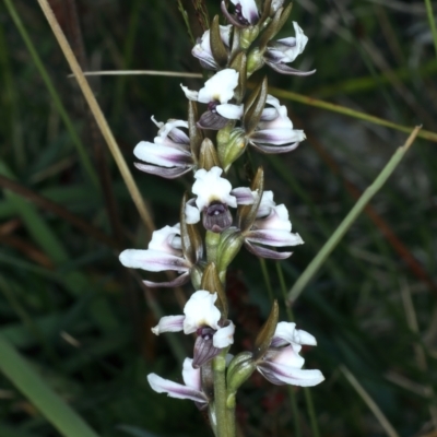 Prasophyllum alpestre (Mauve leek orchid) at Kosciuszko National Park - 22 Feb 2022 by jb2602