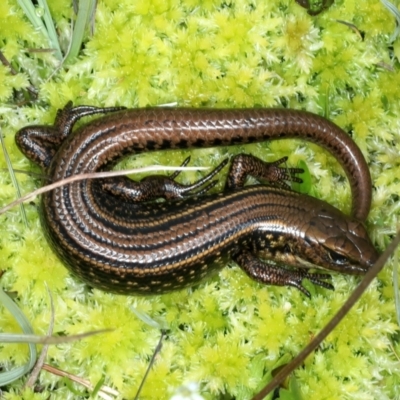 Eulamprus kosciuskoi (Alpine Water Skink) at Kosciuszko National Park - 22 Feb 2022 by jb2602