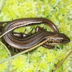 Eulamprus kosciuskoi at Geehi, NSW - 22 Feb 2022