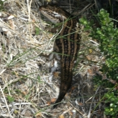 Liopholis guthega (Snowy Mountains Skink) at Kosciuszko National Park - 21 Feb 2022 by jb2602