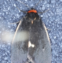 Castulo doubledayi (Doubleday's Footman) at Kosciuszko National Park - 21 Feb 2022 by jb2602