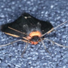 Castulo doubledayi at Kosciuszko National Park, NSW - 21 Feb 2022 10:49 PM