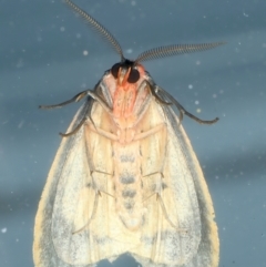 Castulo doubledayi at Kosciuszko National Park, NSW - 21 Feb 2022 10:49 PM