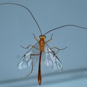 Leptophion yampus at Kosciuszko National Park, NSW - 22 Feb 2022