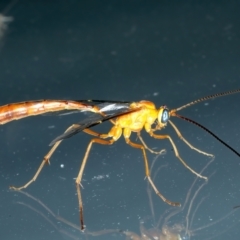 Leptophion yampus at Kosciuszko National Park, NSW - 22 Feb 2022