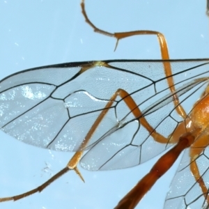 Leptophion yampus at Kosciuszko National Park, NSW - 22 Feb 2022