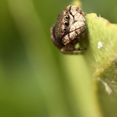 Simaethula sp. (genus) (A jumping spider) at Jerrabomberra, NSW - 24 Feb 2022 by SteveBorkowskis