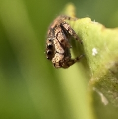 Simaethula sp. (genus) at Jerrabomberra, NSW - suppressed