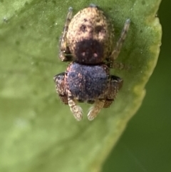 Simaethula sp. (genus) at Jerrabomberra, NSW - suppressed