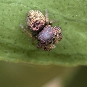 Simaethula sp. (genus) at Jerrabomberra, NSW - suppressed