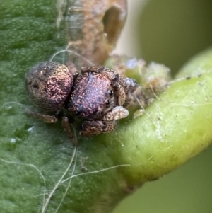 Simaethula sp. (genus) at Jerrabomberra, NSW - suppressed