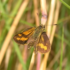 Ocybadistes walkeri (Green Grass-dart) at Kambah, ACT - 24 Feb 2022 by MatthewFrawley