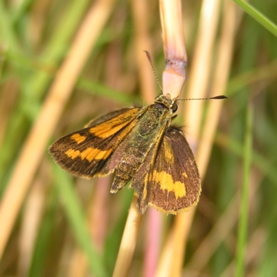 Ocybadistes walkeri (Green Grass-dart) at Kambah, ACT - 24 Feb 2022 by MatthewFrawley