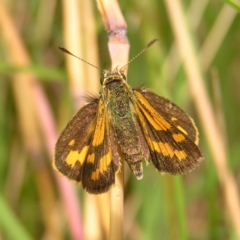 Ocybadistes walkeri at Kambah, ACT - 24 Feb 2022