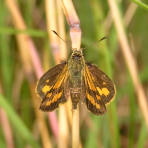 Ocybadistes walkeri at Kambah, ACT - 24 Feb 2022