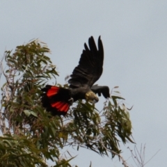 Calyptorhynchus lathami lathami (Glossy Black-Cockatoo) at Watson, ACT - 22 Feb 2022 by RAllen