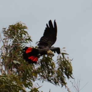 Calyptorhynchus lathami lathami at Watson, ACT - 23 Feb 2022