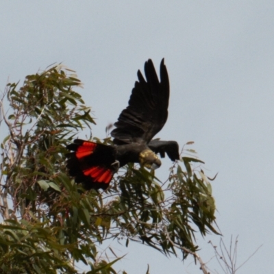 Calyptorhynchus lathami lathami (Glossy Black-Cockatoo) at Mount Majura - 22 Feb 2022 by RAllen