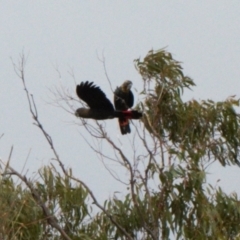 Calyptorhynchus lathami lathami at Watson, ACT - 23 Feb 2022