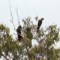 Calyptorhynchus lathami lathami at Watson, ACT - suppressed