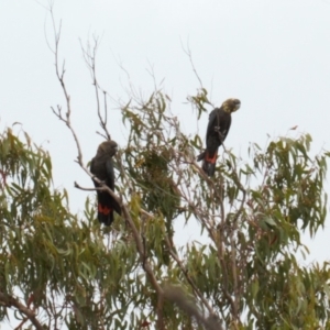 Calyptorhynchus lathami lathami at Watson, ACT - 23 Feb 2022