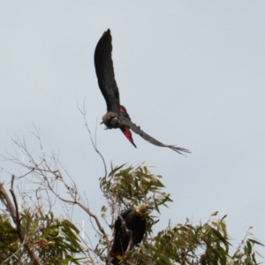 Calyptorhynchus lathami lathami at Watson, ACT - 23 Feb 2022