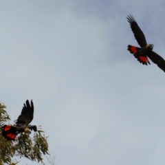 Calyptorhynchus lathami lathami at Watson, ACT - 23 Feb 2022