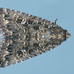 Condica aroana (Small Condica Moth) at Kosciuszko National Park - 22 Feb 2022 by jb2602