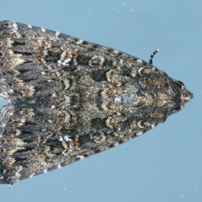 Condica aroana (Small Condica Moth) at Kosciuszko National Park, NSW - 22 Feb 2022 by jb2602