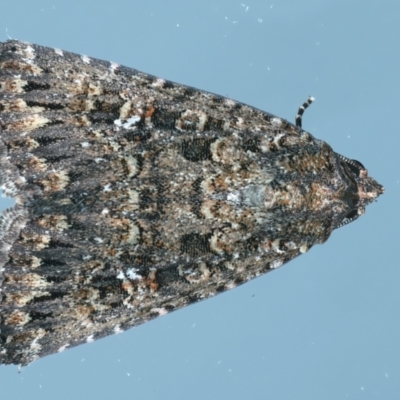 Condica aroana (Small Condica Moth) at Kosciuszko National Park - 22 Feb 2022 by jb2602