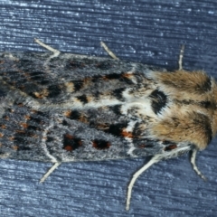 Proteuxoa sanguinipuncta (Blood-spotted Noctuid) at Kosciuszko National Park, NSW - 21 Feb 2022 by jb2602