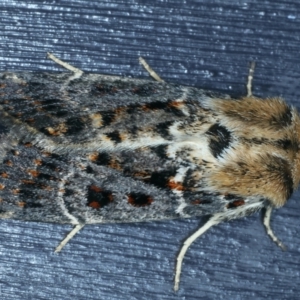 Proteuxoa sanguinipuncta at Kosciuszko National Park, NSW - 21 Feb 2022