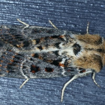 Proteuxoa sanguinipuncta (Blood-spotted Noctuid) at Kosciuszko National Park, NSW - 21 Feb 2022 by jb2602