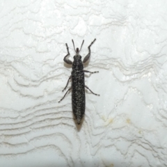 Rhinotia sp. (genus) (Unidentified Rhinotia weevil) at McKellar, ACT - 21 Feb 2022 by Amata