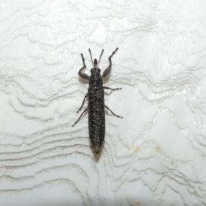 Rhinotia sp. (genus) at McKellar, ACT - 21 Feb 2022 07:35 PM