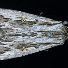 Persectania ewingii (Southern Armyworm) at Kosciuszko National Park - 21 Feb 2022 by jb2602