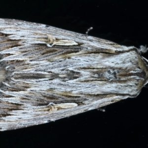 Persectania ewingii at Kosciuszko National Park, NSW - 21 Feb 2022 09:25 PM