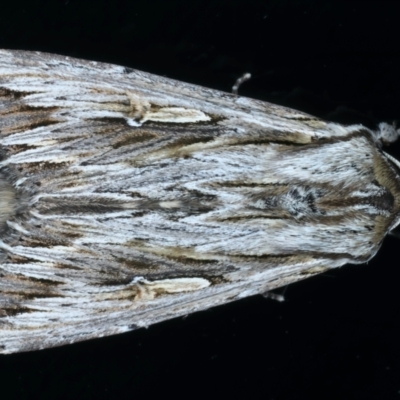 Persectania ewingii (Southern Armyworm) at Kosciuszko National Park - 21 Feb 2022 by jb2602