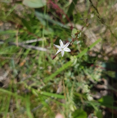 Caesia parviflora (Pale Grass-lily) at Mongarlowe, NSW - 16 Jan 2022 by MelitaMilner